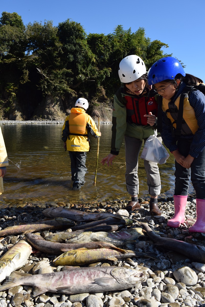 鮭の遡上で見れるもの感じること