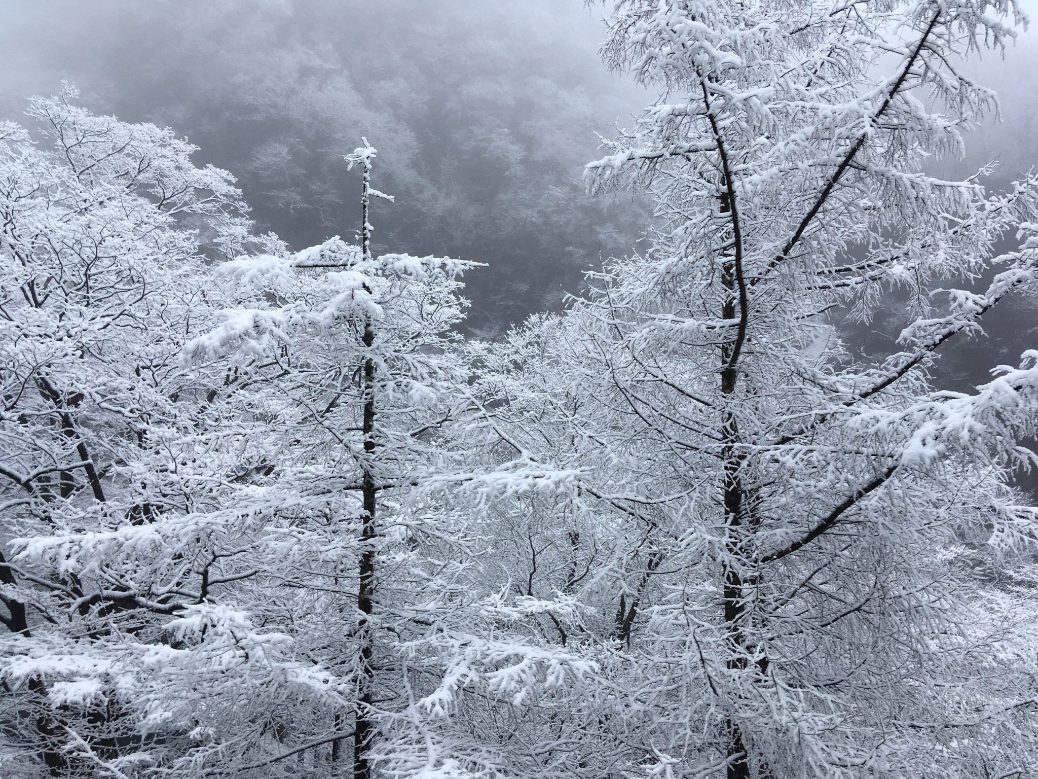 日光　雪予報