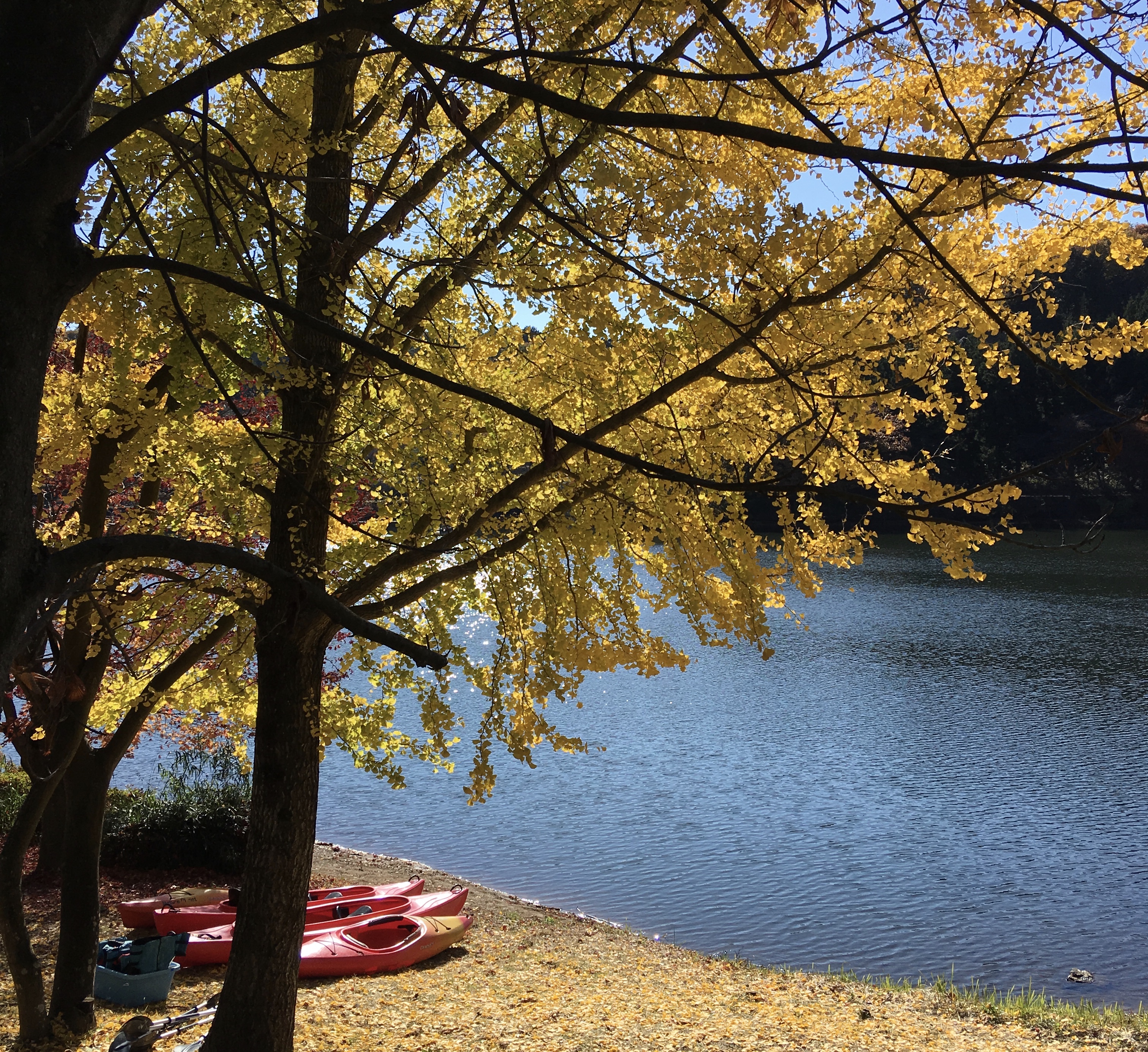 とちぎの紅葉　穴場スポット