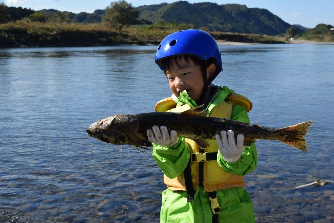 今年も鮭が川に戻ってくる