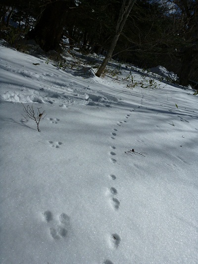 雪の上で見つけた宝物