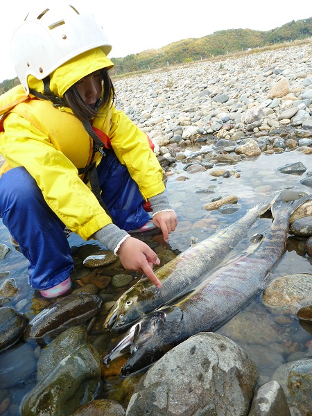 鮭遡上ラフト　今まで知らなかった・・・の連続