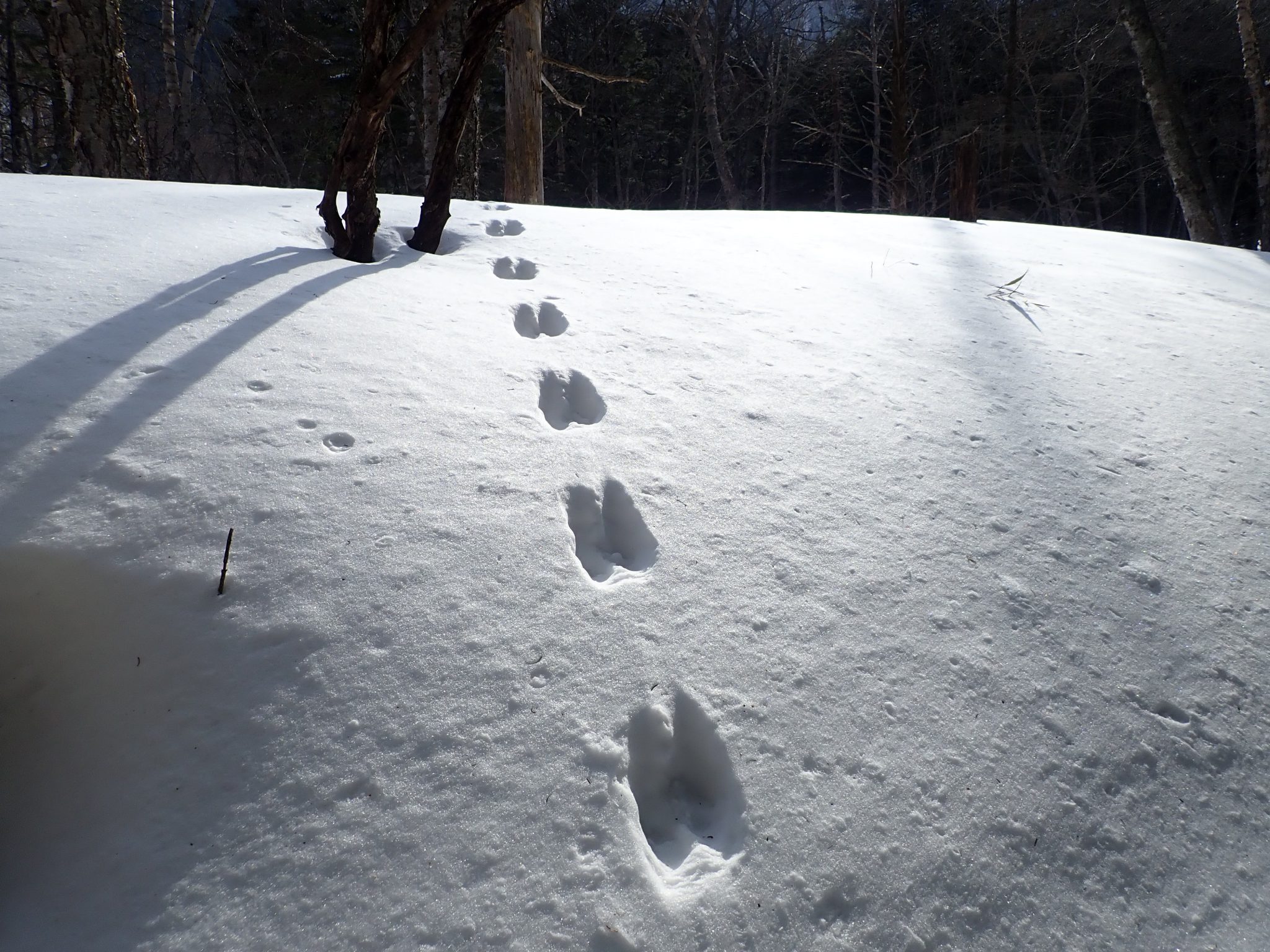 日光・雪景色