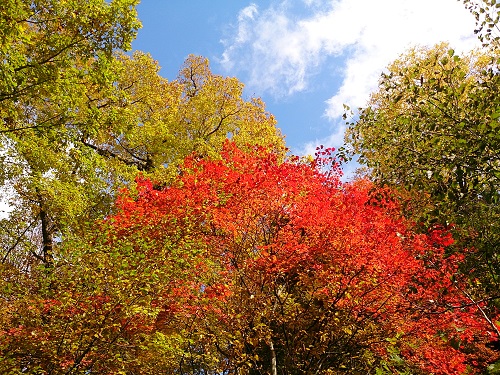 NAOCスタッフからの日光紅葉情報