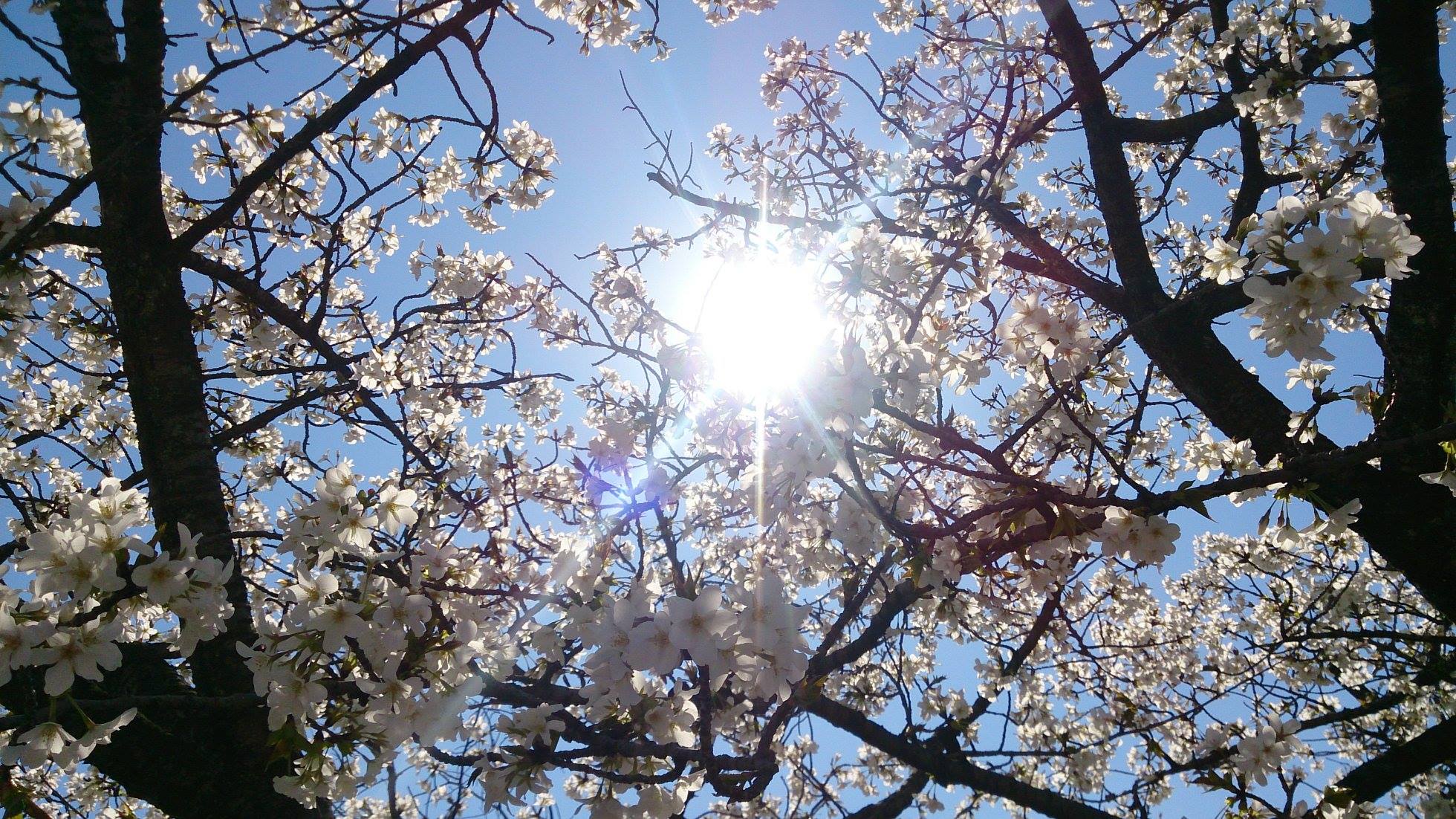 さあ４月ですよー