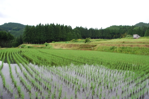 tanada